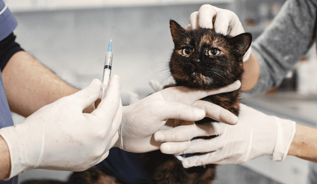 La inyección anticonceptiva para gatas dura 2 años y podría ser de uso masivo, aseguran sus creadores. Foto: Pexels