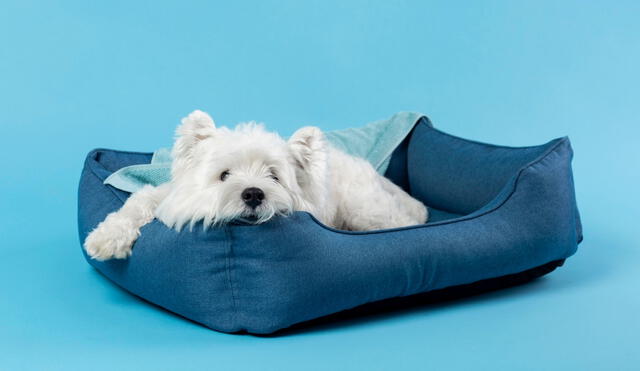 Perro rasca hot sale la cama
