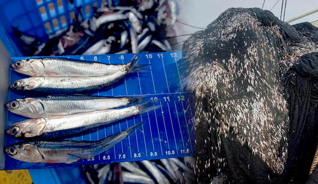 La pesca exploratoria inició el sábado 3 de junio y se registra alta presencia de anchovetas en tallas menores a los 12 cm. Foto: composición LR