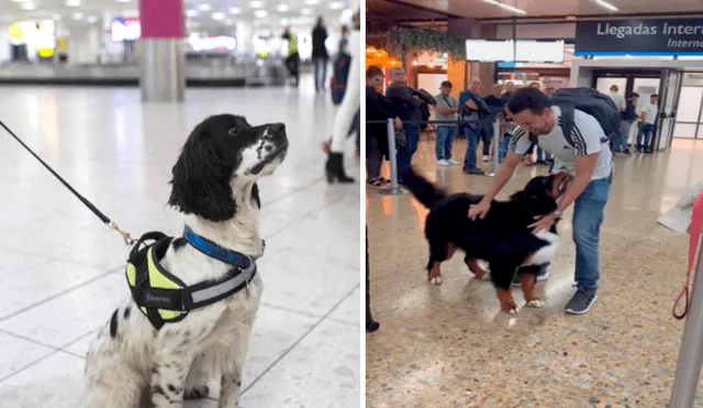 Las mascotas podrán ingresar al terminal para recibir a sus dueños. Foto: composición LR/LAP