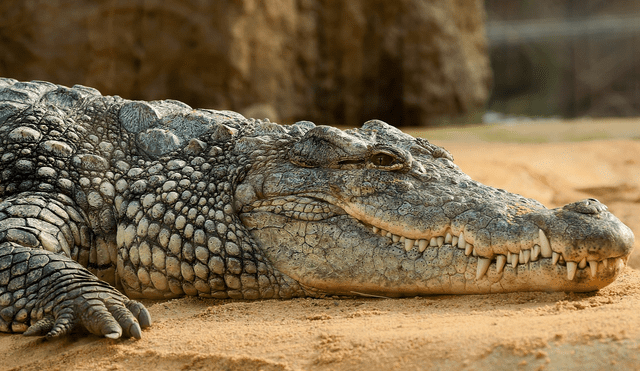 La cocodrilo era de la especie Crocodylus acutus. Foto (referencial): Pixabay