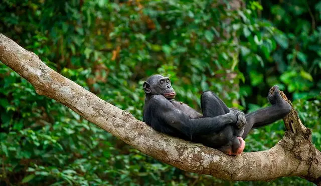 Los bonobos son un claro ejemplo de que la masturbación forma parte de la rutina de muchos primates. Foto: Animal Facts Encyclopedia