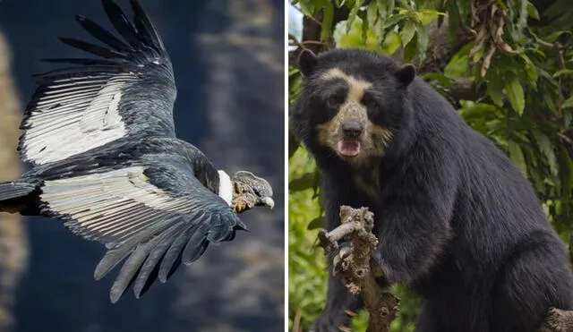El condor y el oso andino son los animales más representativos de los que tenemos en peligro de extinción. Foto: composición LR/Andina