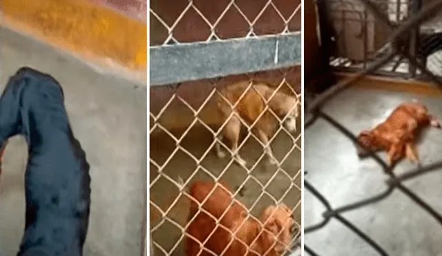 Los extrabajadores denuncian que los perros tienen la enfermedad de garrapatas. Foto: composición LR/Panamericana
