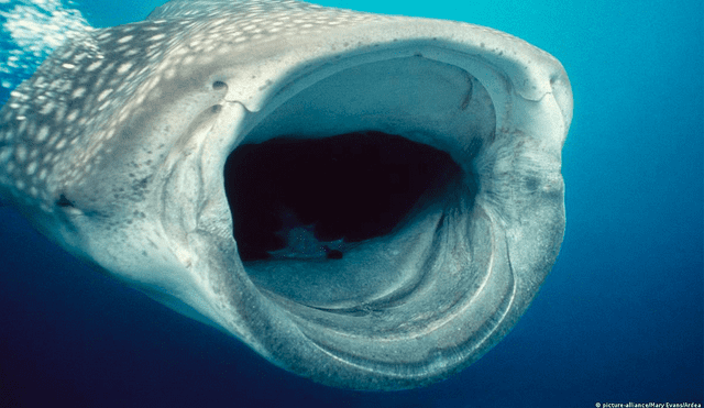El tiburón ballena es el omnívoro más grande que se conoce. Foto: Mary Evans/Ardea