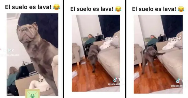 Video de perro se volvió viral en TikTok. Foto: composición LR/ TikTok / @lacasadelanimal