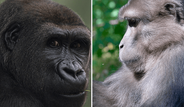 Según estudios, la masturbación en los primates tienen un impacto positivo para su especie. Foto: Composición LR/AFP