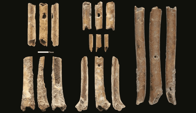 Podría tratarse de las flautas más antiguas del mundo. Foto: Scientific Reports