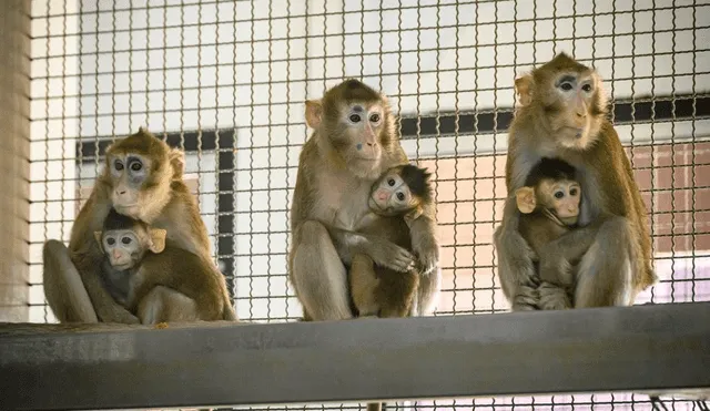 El aminoácido taurina aumenta la esperanza de vida de monos, ratones y gusanos, según un estudio. Foto: AFP