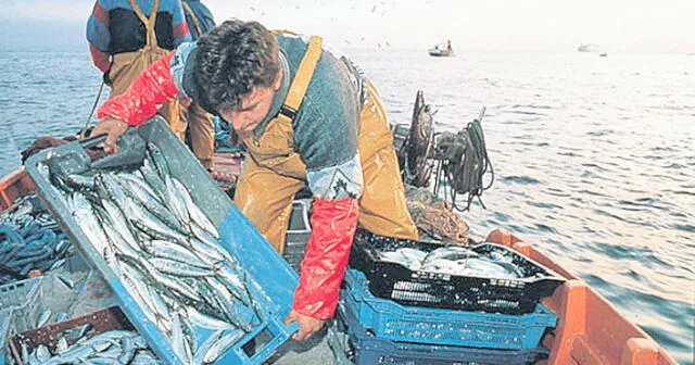 Sindicatos de la pesca señalan como una decisión de "intereses" que Produce haya dado luz verde para que se captura anchovetas, pese a que más del 80% eran juveniles. Foto: difusión