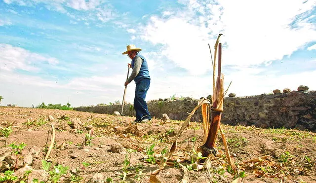 En crisis. Sector agrícola dejó de sembrar debido a falta de lluvias en el periodo 2022-2023. Ello esta poniendo en problemas la seguridad alimentaria de la población. Foto: La República