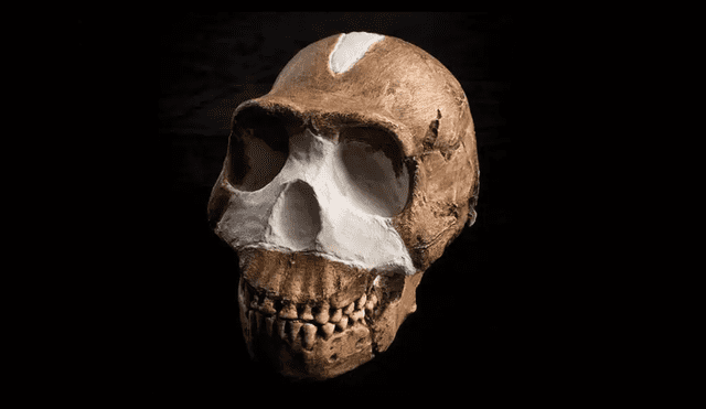 Cráneo del Homo naledi, especie que habría enterrado a sus muertos mucho antes que los Homo sapiens. Foto: Wits University
