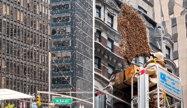 Gran enjambre de abejas zumbó sobre Nueva York. Policía de la ciudad y apicultores llegaron para contener a los insectos. Foto: ABC News