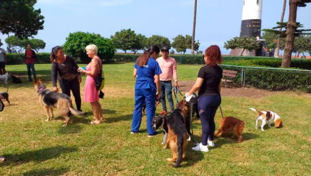 Perros de raza peligrosa deberán pasear por la calle con correa y bozal. Foto: Municipalidad de Miraflores