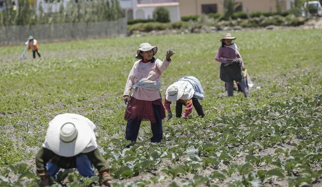 Rendimiento. Papa y cebolla están entre los productos con menos del 50% de producción esperada en primeros meses. Foto: Rodrigo Talavera/ La República