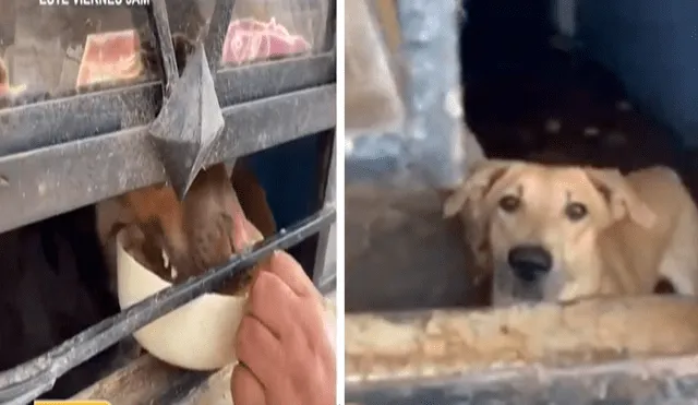 Vecinos piden que los animales sean liberados. Foto: captura / ATV