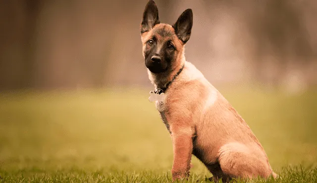 El pastor belga malinois es una de las razas de perro más protectoras del mundo. Foto: Pixabay