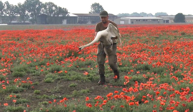 Cisnes volvían, cuales adictos, a los prados de amapola. Foto y video: DW