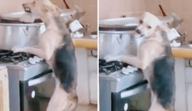 El perrito no se bajó de la cocina aunque su dueño le esté llamando la atención.  Foto: composición LR/TikTok/@holasoyduai