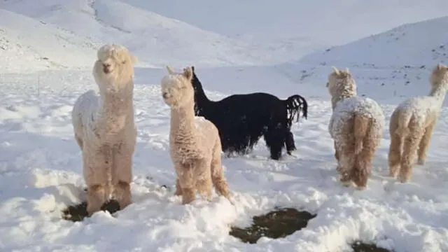 Las nevadas afectan a crías de alpacas. Foto: COER Puno