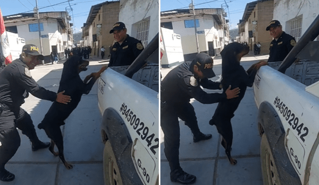 Perrito es inspeccionado por miembros del orden en La Libertad. Foto: composición LR/@maxbacagonzales - Video: @maxbacagonzales