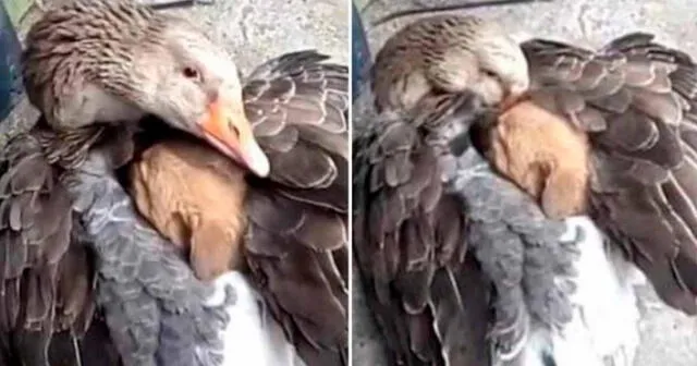 La tierna acción de un ganso hacia un cachorro llamó la atención de miles de cibernautas. Foto: composición LR