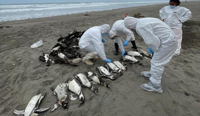 Decesos. Aves, pinguinos y otras especies siguen muriendo en gran cantidad en las playas del litoral de la región Arequipa. Foto: Víctor Gamarra