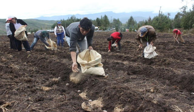 El SAC es un seguro gratuito que cubre los daños provocados por los desastres en el agro. Foto: Andina