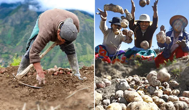 ¿El Día del campesino 2023 es feriado o día no laborable o no se descansa? Foto: composición LR/Andina