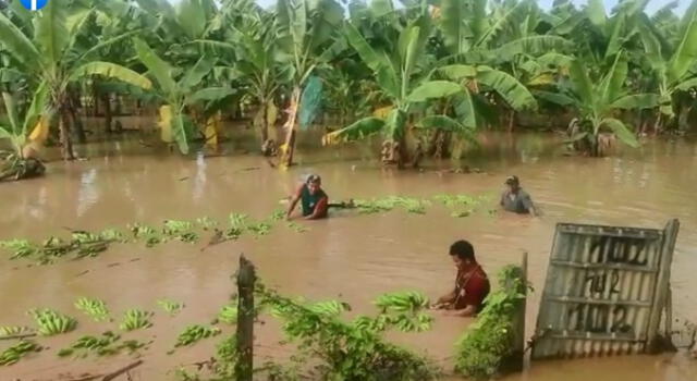 Agricultores fueron duramente afectados por las lluvias. Foto: captura de Dtumbes Noticias