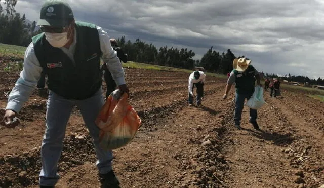 Jornada laboral de los trabajadores agroindustriales no debe exceder las 48 horas por semana.Foto:  Andina