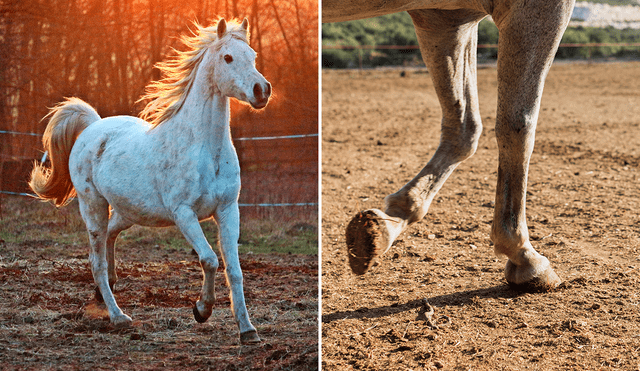 Los equinos son los únicos mamíferos con un solo dedo en sus patas. Foto: composición LR/Pixabay