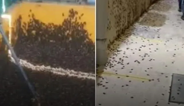 Piura. Plaga de grillos provoca malestar en Sullana. Foto: Eco TV