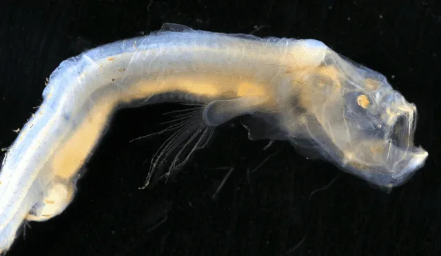 Una especie de anguila ciega nunca antes descubierta. Foto: Ben Healley/Museums Victoria