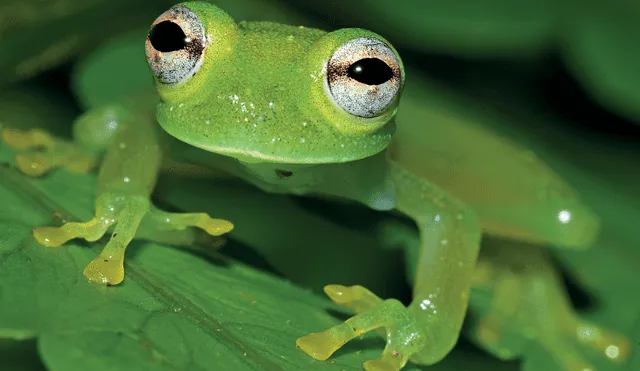 Chimerella mira fue hallada en un hábitat pantanoso. Foto: Evolutionary Systematic