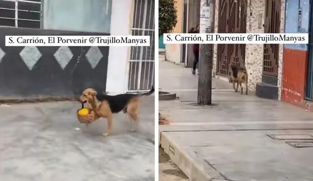 Los cibernautas se sorprendieron por el accionar del can. Foto: composición LR/captura de TikTok/Trujillo Manyas