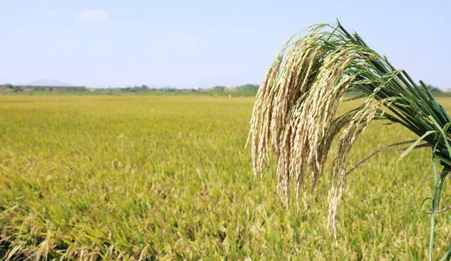 Rendimiento de cultivos de arroz fue de 9 toneladas por hectárea. Foto: Andina