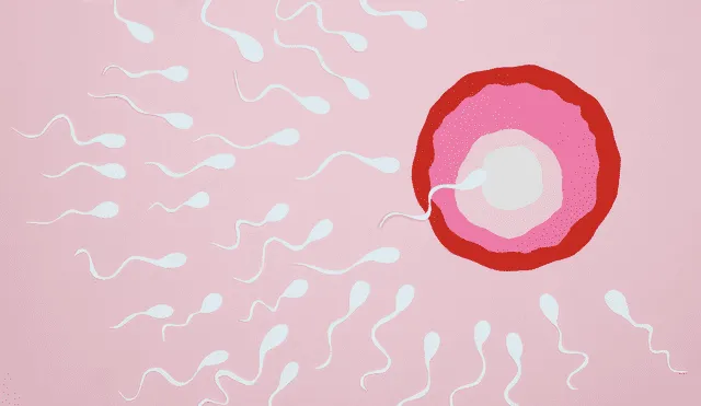 Conoce las barreras que tiene el esperma para llegar al óvulo. Foto: Canva