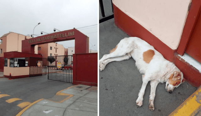 Vecina busca hogar temporal para perrito abandonado. Foto: Ejército del Perú / Facebook