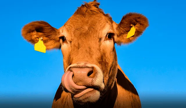 La venta ocurrió en Brasil, donde esta raza de vacas es muy cotizada. Foto: Pixabay/referencial