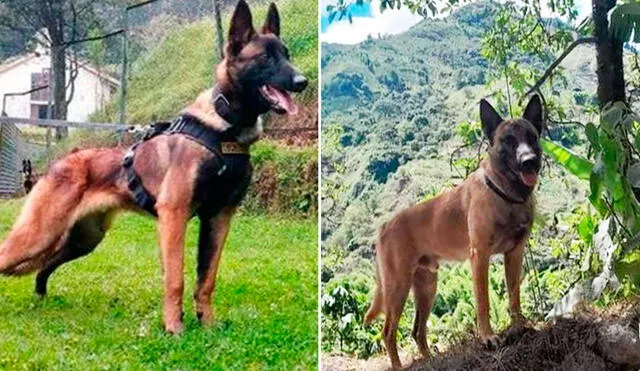 Los colombianos aún esperan que se halle a Wilson, el can que ayudó a encontrar a los niños perdidos en la selva. Foto: composición LR/Semana/Animales sin hambre/Facebook - Video: Animales sin Hambre/Facebook