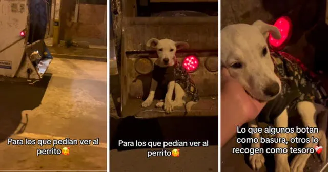 El perrito ahora se pasea junto al trabajador de limpieza pública en el camión recolector. Foto: composición LR/captura de TikTok/@LuzMeruValerovet