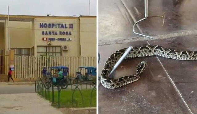 Serpiente ataca a mujer y hoy lucha por su vida. Foto: composición LR