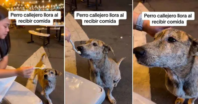 Video de perrito callejero fue comentado por miles de personas en TikTok. Foto: composición LR/ TikTok / @lalistanews