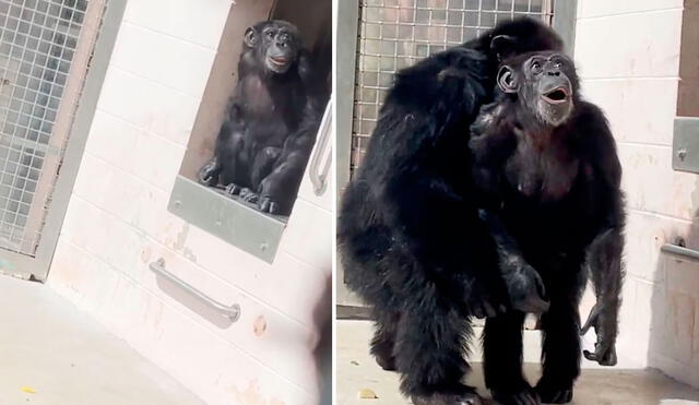 La reacción de Vainilla, la chimpancé rescatada, se ha viralizado a través de las redes sociales. Foto: captura @savethechimps/Instagram - Video: @savethechimps/Instagram