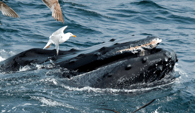 La temporada de apareamiento en las ballenas termina en octubre. Foto: Freepik
