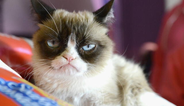 Gato conocido en redes sociales como grumpy cat. Foto: referencial/Libertad digital