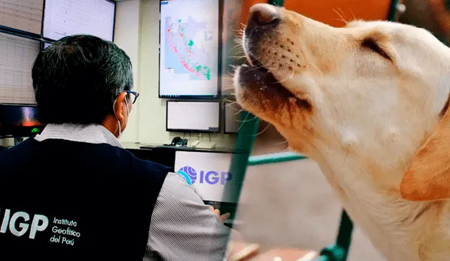 Varias mascotas de la capital empezaron a ladrar e inquietarse minutos antes de que ocurriera el sismo del último viernes. Foto: Composición de Yazmin Ceras/LR/Difusión