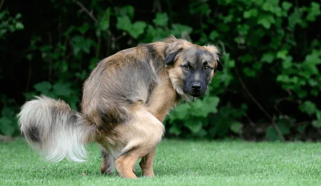 Los perros prefieren hacer sus necesidades guiándose del campo magnético de la Tierra, según un estudio. Foto: Adobe Stock