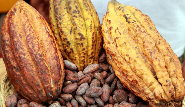 El cacao es un producto bandera de los agricultores del VRAEM. Foto: Andina